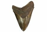 Fossil Megalodon Tooth - Georgia #145454-1